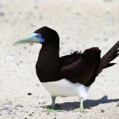Brown booby. Adult male. Michaelmas Cay, Queensland, Australia, July 2015. Image &copy; John Fennell by John Fennell