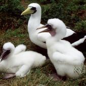Masked booby. Adult with 2 well-grown chicks in nest. Curtis Island, November 1989. Image &copy; Graeme Taylor by Graeme Taylor
