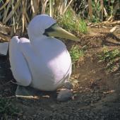 Masked booby. Adult brooding chick. Macauley Island, July 2002. Image &copy; Terry Greene by Terry Greene
