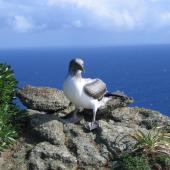 Masked booby. Fledgling. Macauley Island, August 2006. Image &copy; Terry Greene by Terry Greene
