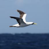 Masked booby. Adult in flight. At sea, Off Ulladulla, New South Wales,  Australia, March 2007. Image &copy; Brook Whylie by Brook Whylie http://www.sossa-international.org