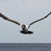Masked booby. Juvenile in flight. Macauley Island, March 2021. Image &copy; Scott Brooks (ourspot) by Scott Brooks