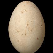 Masked booby. Egg 70.8 x 48.1 mm (NMNZ OR.007061). Macauley Island, Kermadec Islands, November 1908. Image &copy; Te Papa by Jean-Claude Stahl