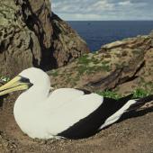 Masked booby. Adult on nest. Kermadec Islands. Image &copy; Department of Conservation (image ref: 10053816) by Warwick Murray, Department of Conservation Courtesy of Department of Conservation