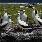 Masked booby. Roosting adults. Rawaki, Phoenix Islands, June 2008. Image &copy; Mike Thorsen by Mike Thorsen