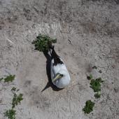 Masked booby. Adult on nest. Rawaki, Phoenix Islands, May 2008. Image &copy; Mike Thorsen by Mike Thorsen