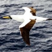 Masked booby. Adult (subspecies dactylatra) in flight. Tropical Atlantic Ocean between Brazil and Cape Verde Islands, April 2015. Image &copy; Sheila Cook by Sheila Cook