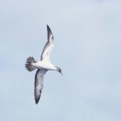 Masked booby. Ventral view of immature in flight. Off Cheeseman Island, Kermadec Islands, May 1982. Image &copy; Colin Miskelly by Colin Miskelly
