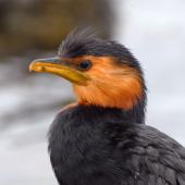 Little shag. Bird showing stained white feathers. North Shore Auckland, January 2013. Image &copy; Peter Reese by Peter Reese