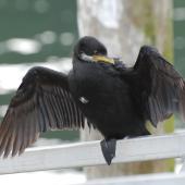 Little shag. Dorsal view of adult white-throated morph. Picton, October 2008. Image &copy; Peter Reese by Peter Reese