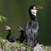 Little shag. Adult and juveniles at nest. Wanganui, November 2012. Image &copy; Ormond Torr by Ormond Torr