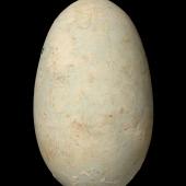 Little shag | Kawaupaka. Egg 50.1 x 29.9 mm (NMNZ OR.008433, collected by Robert Falla). Green Island, Otago, January 1955. Image &copy; Te Papa by Jean-Claude Stahl