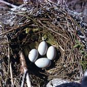 Little shag | Kawaupaka. Nest with 4 eggs. Lake Rotorua, Kaikoura, September 1958. Image &copy; Department of Conservation (image ref: 10029807) by Peter Morrison, Department of Conservation Courtesy of Department of Conservation
