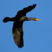 Black shag | Māpunga. Non-breeding adult in flight. Wanganui, November 2005. Image &copy; Ormond Torr by Ormond Torr