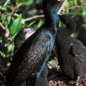 Black shag. Adult with large chicks in nest. Lake Kohangatera, Wellington, June 1994. Image &copy; Peter Reese by Peter Reese
