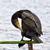 Black shag | Māpunga. Bird in non-breeding plumage preening. Lake Okareka, September 2012. Image &copy; Raewyn Adams by Raewyn Adams