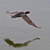 Black shag | Māpunga. Dorsal view of bird in flight. Tauranga, October 2011. Image &copy; Raewyn Adams by Raewyn Adams