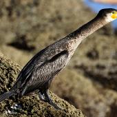 Black shag. Immature with neck outstretched. Wanganui, July 2012. Image &copy; Ormond Torr by Ormond Torr
