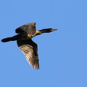 Black shag. Immature in flight. Wanganui, October 2012. Image &copy; Ormond Torr by Ormond Torr