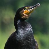 Black shag. Close view of adult head. Wanganui, December 2009. Image &copy; Ormond Torr by Ormond Torr