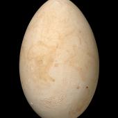 Black shag | Māpunga. Egg 56.4 x 35.5 mm (NMNZ OR.021330, collected by Thomas Cockroft). Gollans Valley, Wellington. Image &copy; Te Papa by Jean-Claude Stahl