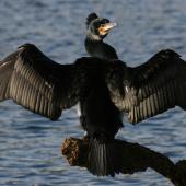 Black shag. Adult in breeding plumage drying wings. Wanganui, June 2007. Image &copy; Ormond Torr by Ormond Torr