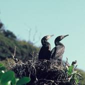 Black shag. Adult pair on nest. Lake Kohangatera, Pencarrow, Wellington, August 1975. Image &copy; Department of Conservation (image ref: 10030911) by John Kendrick, Department of Conservation Courtesy of Department of Conservation