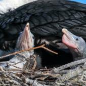 Pied shag. Two chicks in nest. Wairau River, November 2020. Image &copy; Derek Templeton by Derek Templeton take.aim.kiwi@gmail.com