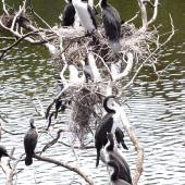 Pied shag. Adults and large chicks in tree colony. Mayor Island, November 2007. Image &copy; Peter Reese by Peter Reese
