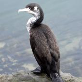 Pied shag. Juvenile showing back. Picton, October 2008. Image &copy; Peter Reese by Peter Reese