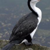 Pied shag. Adult. , November 2008. Image &copy; Peter Reese by Peter Reese