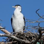 Pied shag. Adult standing on nest in tree. Boulder Bank,  Nelson, December 2007. Image &copy; Rebecca Bowater FPSNZ by Rebecca Bowater  FPSNZ Courtesy of Rebecca Bowaterwww.floraandfauna.co.nz