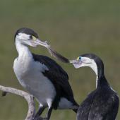 Pied shag. Courting pair exchanging feather 'gift'. Waikuku Beach, November 2012. Image &copy; Steve Attwood by Steve Attwood http://stevex2.wordpress.com/