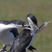 Pied shag. Courting pair about to exchange feather 'gift'. Waikuku Beach, November 2012. Image &copy; Steve Attwood by Steve Attwood http://stevex2.wordpress.com/