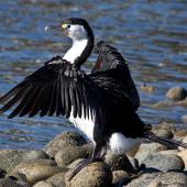 Pied shag | Kāruhiruhi. Adult drying wings showing primaries. Haulashore Island, Nelson, June 2009. Image &copy; Rebecca Bowater FPSNZ by Rebecca Bowater  FPSNZ Courtesy of Rebecca Bowaterwww.floraandfauna.co.nz