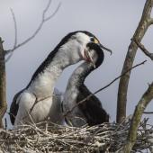 Pied shag. Adult feeding young on nest. , September 2014. Image &copy; Kathy Reid by Kathy Reid https://www.flickr.com/photos/kathy55/