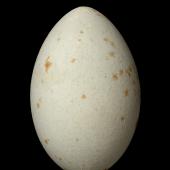Pied shag. Egg 59.7 x 38.6 mm (NMNZ OR.006955, collected by Captain John Bollons). Little Barrier Island, August 1906. Image &copy; Te Papa by Jean-Claude Stahl