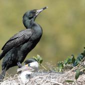 Pied shag | Kāruhiruhi. Melanistic adult (at nest with mate). Haruru Falls track, Paihia, Northland, October 2023. Image &copy; Les Feasey by Les Feasey