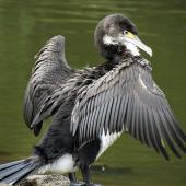 Pied shag. Juvenile drying wings. Warkworth. Image &copy; Thomas Musson by Thomas Musson tomandelaine@xtra.co.nz