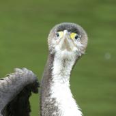 Pied shag. Front view of juvenile. Warkworth, November 2012. Image &copy; Thomas Musson by Thomas Musson tomandelaine@xtra.co.nz