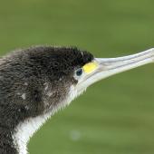 Pied shag. Close view of juvenile head. Warkworth, November 2012. Image &copy; Thomas Musson by Thomas Musson tomandelaine@xtra.co.nz