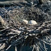 Pied shag | Kāruhiruhi. Nest with 3 eggs. Great Mercury Island, Mercury Islands, September 1962. Image &copy; Department of Conservation (image ref: 10035859) by John O'Brien, Department of Conservation  Courtesy of Department of Conservation