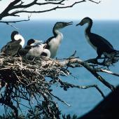 Pied shag. Adult pair at nest containing large chicks. Little Barrier Island, September 1978. Image &copy; Department of Conservation (image ref: 10035619) by John Kendrick, Department of Conservation Courtesy of Department of Conservation