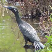 Little black shag. Adult in breeding plumage. Stanmore Bay wetlands, October 2012. Image &copy; Heather Whear by Heather Whear