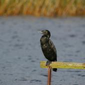 Little black shag. Adult resting on post. Lake Okareka. Image &copy; Noel Knight by Noel Knight