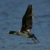 Little black shag. Adult in flight. Lake Okareka. Image &copy; Noel Knight by Noel Knight