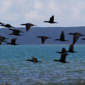 Little black shag | Kawau tūī. Flock in flight. Plimmerton, Porirua City, June 2011. Image &copy; Ian Armitage by Ian Armitage