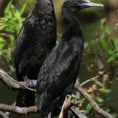 Little black shag. Juveniles. Wanganui, December 2010. Image &copy; Ormond Torr by Ormond Torr
