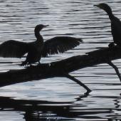 Little black shag. Two birds roosting and drying wings. Hamilton Lake, August 2012. Image &copy; Koos Baars by Koos Baars