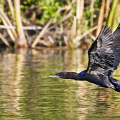 Little black shag | Kawau tūī. Adult in flight showing underwings. Lake Rotoiti, June 2012. Image &copy; Raewyn Adams by Raewyn Adams